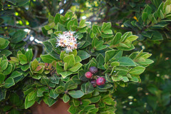 Syzygium myhendrae